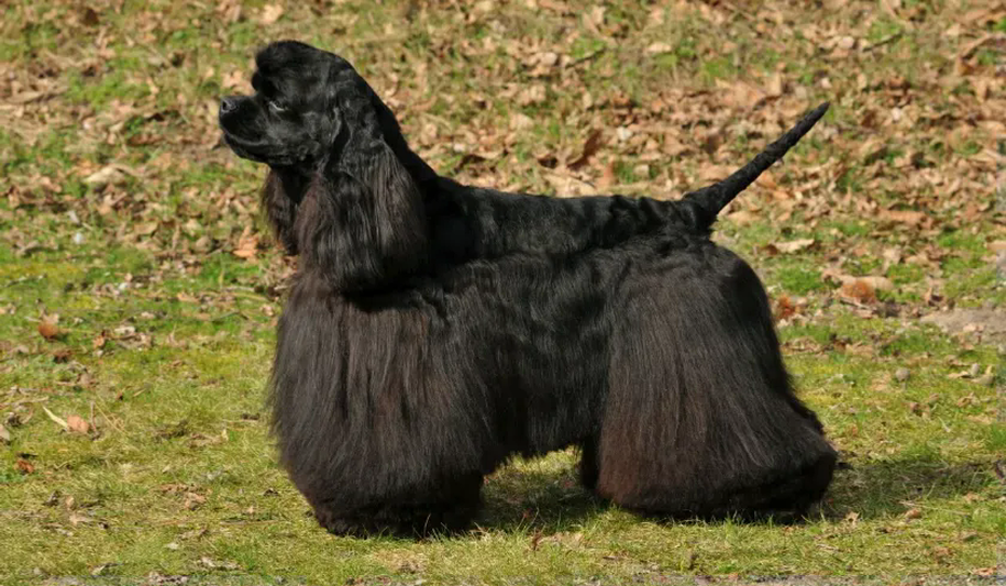 Cocker Spaniel Dimensions Breed Standards — American Cocker Spaniel — Dogs Global