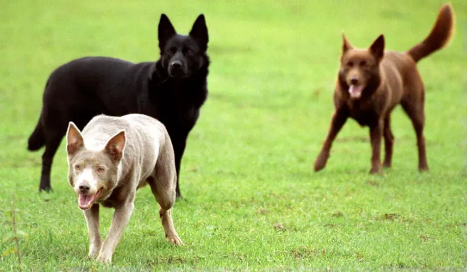 Calpie Breed Standards — Australian Kelpie — Dogs Global