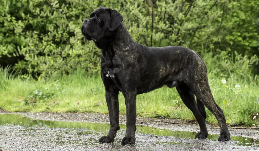 Key Corso Italian Corso (Cane Corso) — Dogs Global