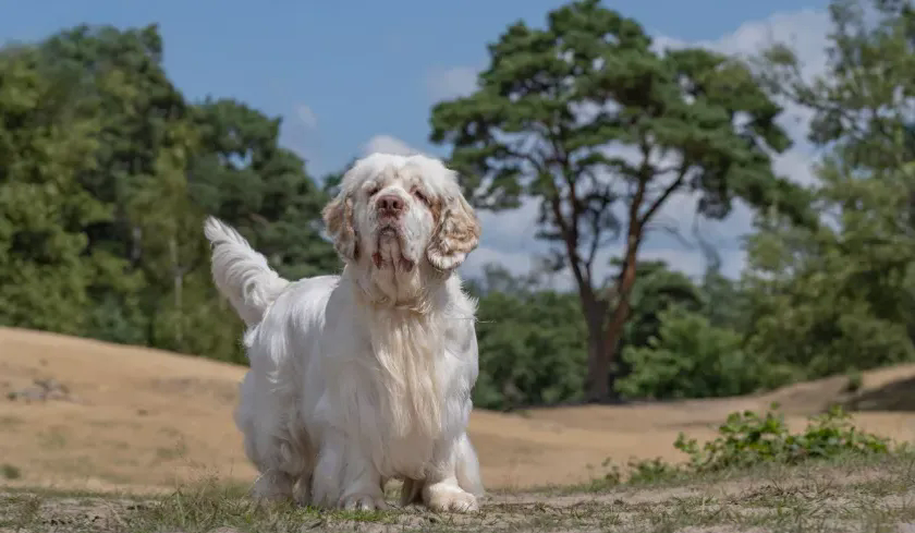 Crumble Spaniel Breed Standards — Clumber Spaniel — Dogs Global