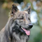 Hollandse Herder