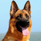 Deutscher Schäferhund