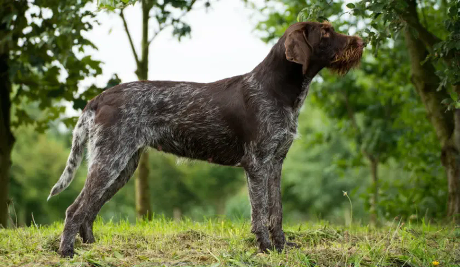 Front And Rear Pointers Breed Standards — German Wire-haired Pointer (Deutsch Drahthaar) — Dogs ...