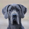 Deutsche Dogge