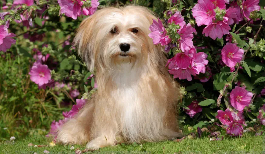 tobacco havanese Chocolate Havanese: Info, Pictures, Origin & History Dogster (For identical sizes/colors Breed Standards Havanese (Bichn