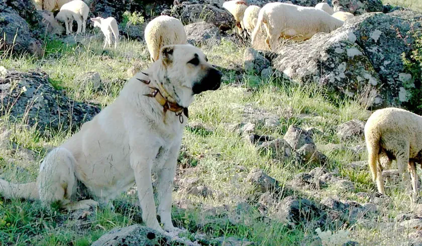 Kangal Shepherd Dog Kangal oban K pe i Dogs Global kangal-shepherd-dog-kangal-oban-k-pe-i-dogs-global