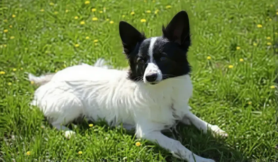 Papillon Dog Rear Breed Standards — Papillon — Dogs Global