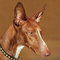 Podenco Canario