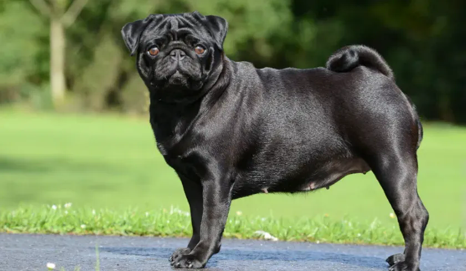 Dogs Pug Rosh Breed Standards — Pug (巴哥犬) — Dogs Global