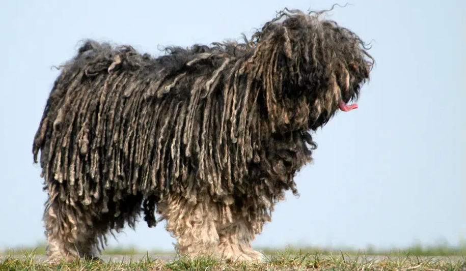 Puli Def Breed Standards — Puli — Dogs Global