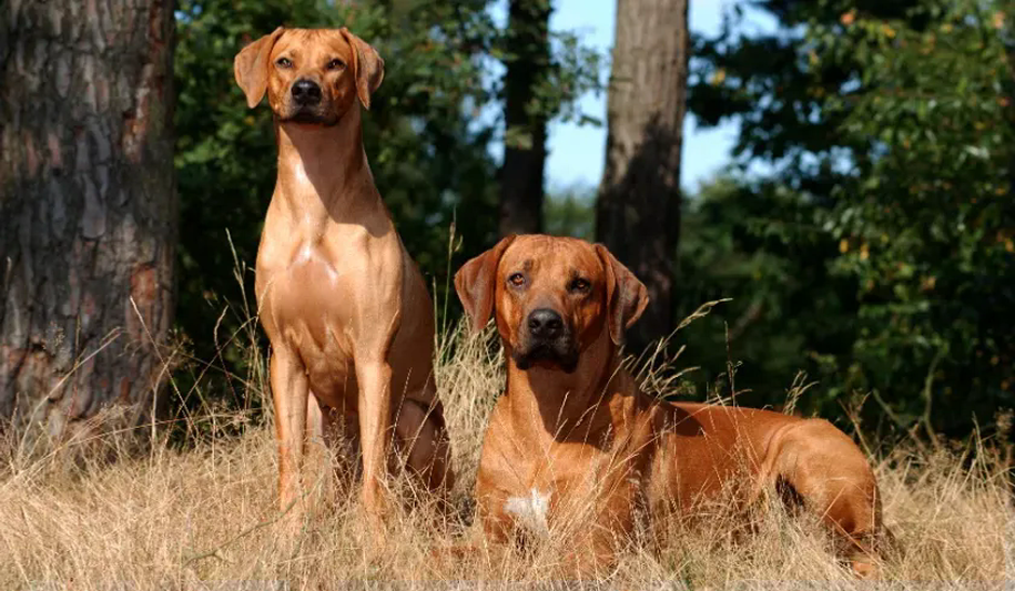 Radisson Ridgebacks Dog Breed Standards — Rhodesian Ridgeback — Dogs Global