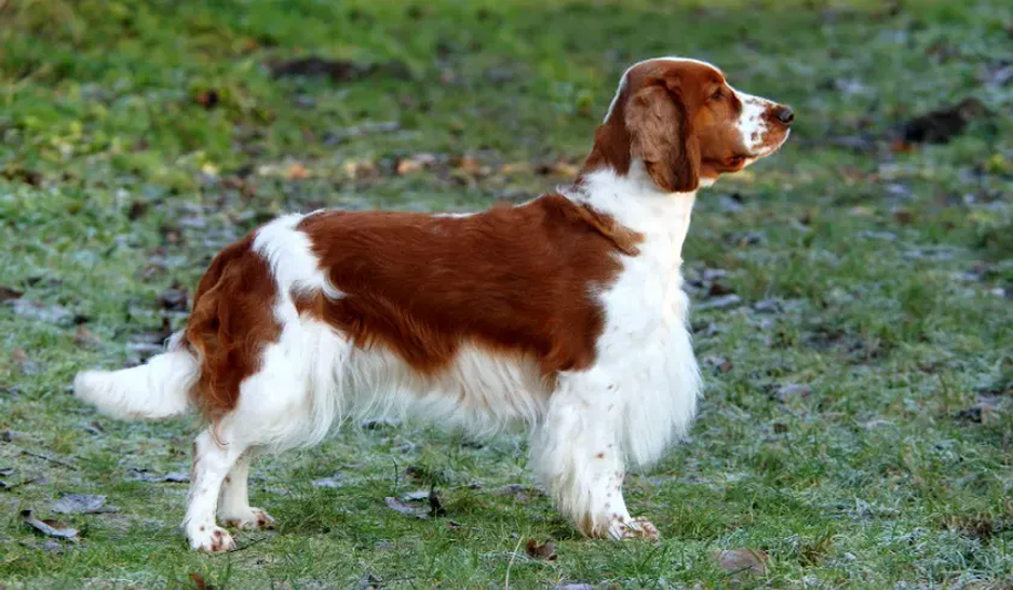 Welsh Standard Breed Standards — Welsh Springer Spaniel — Dogs Global