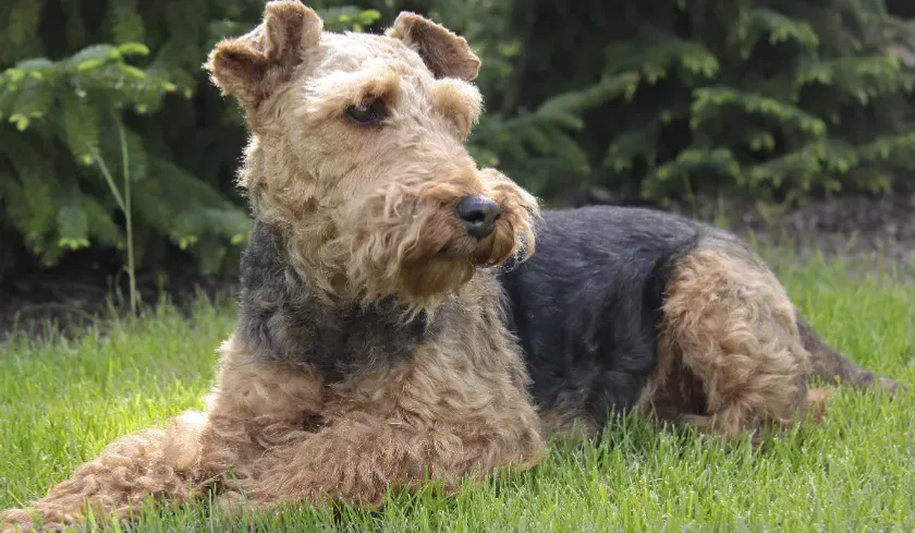 Welsh Standard Breed Standards — Welsh Terrier — Dogs Global