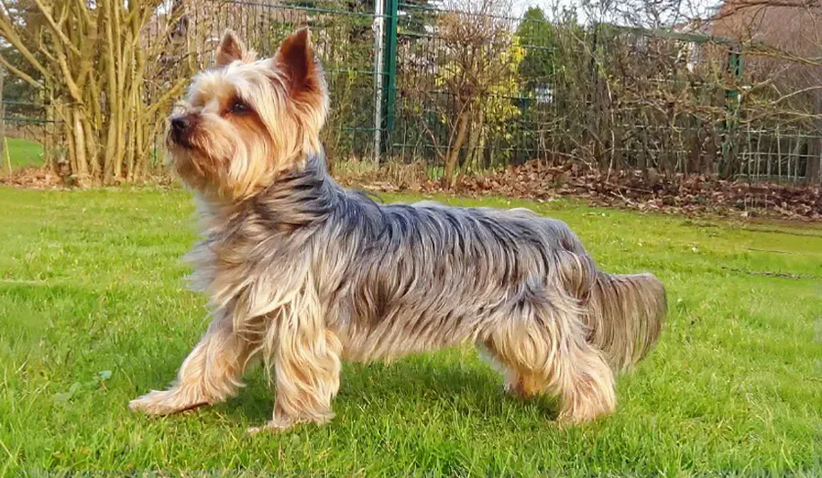 Yorkie Key Breed Standards — Yorkshire Terrier — Dogs Global