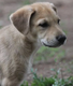 Barkerville Pippin