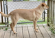 Barkerville Sweet Maple Mae